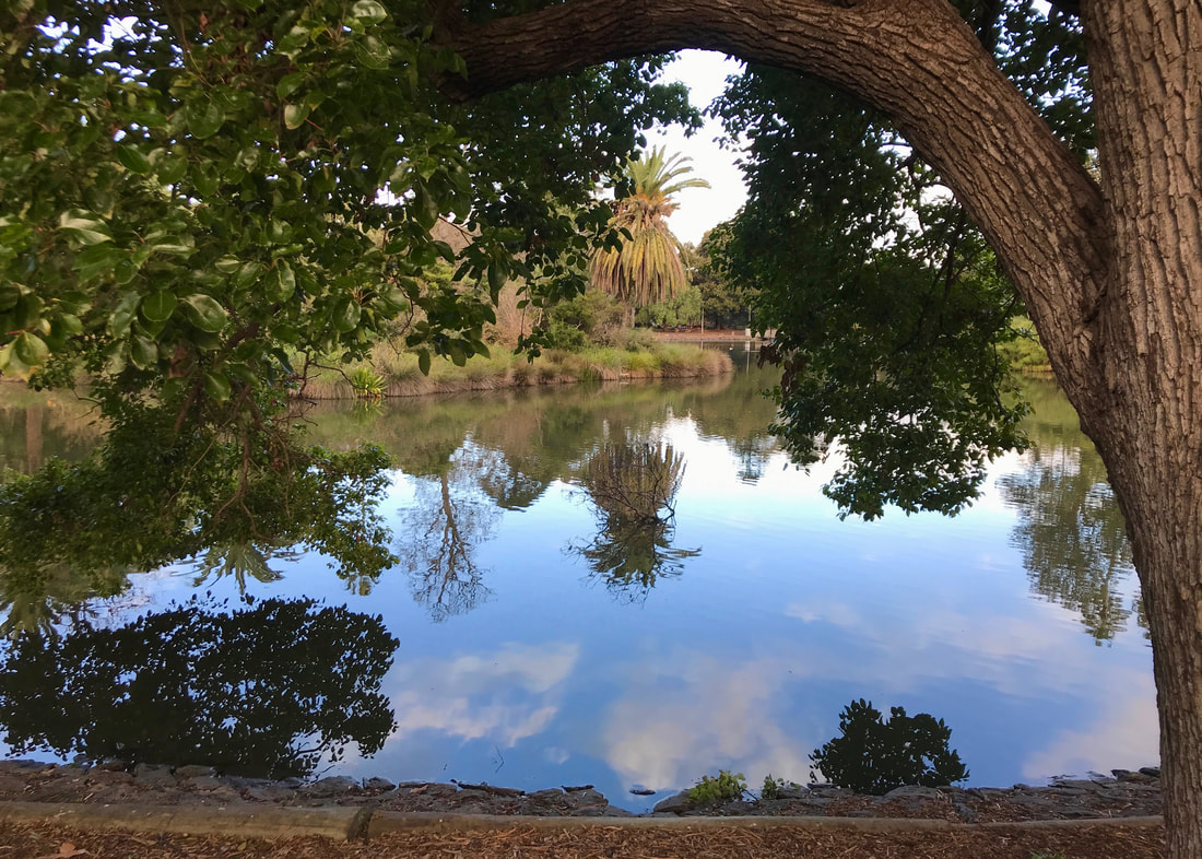 framed by a tree, the lake reflects surrounding park trees and a blue sky