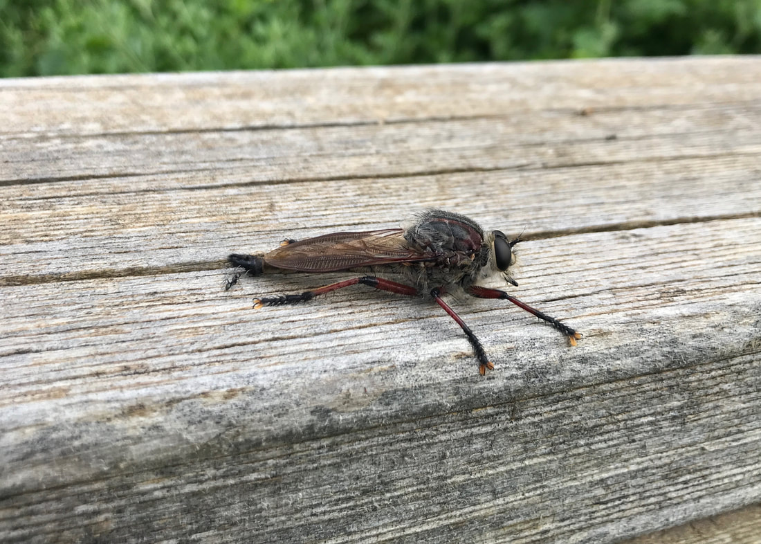 An extremely large, long fly on a wooden fence