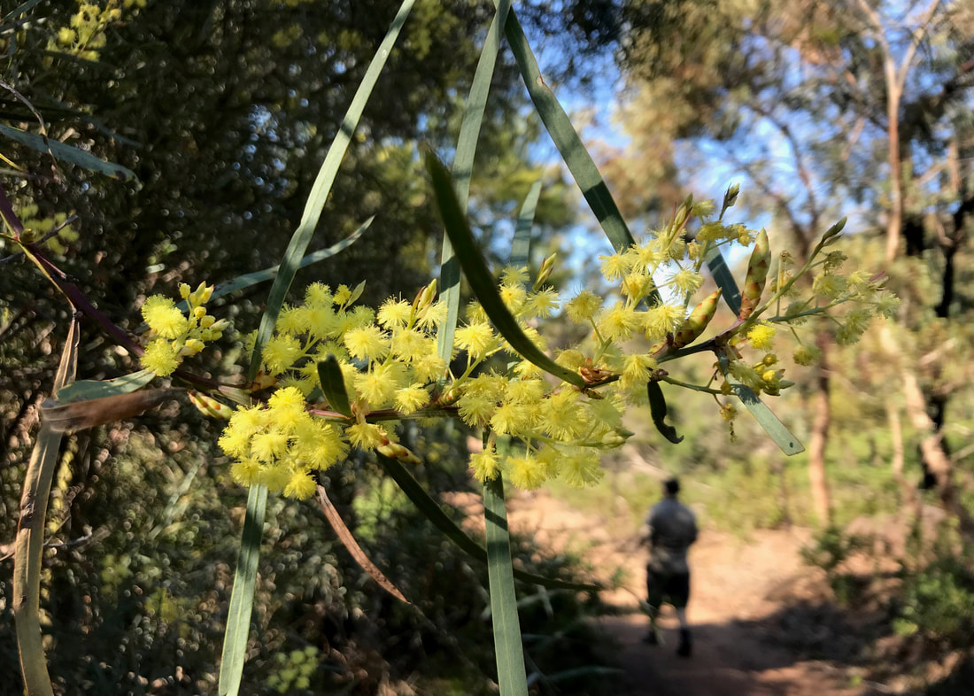 Close up of yellow wattle flowers with an out of focus walker behind