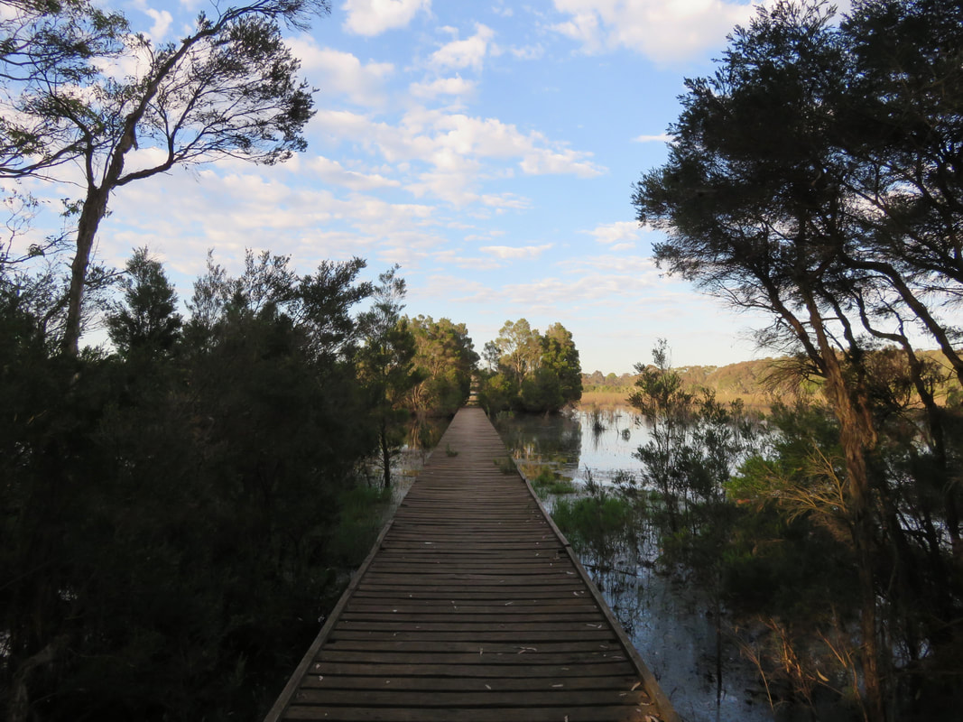 Wooden walkway stretching out above still water, bordered by shrubs