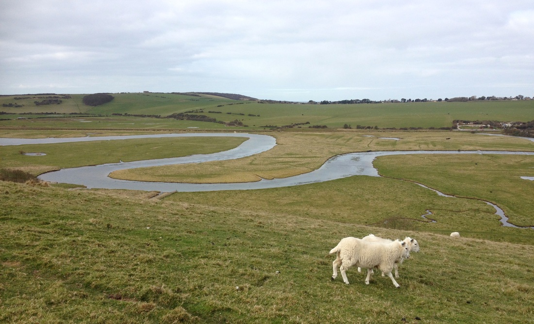 Sheep and meanders