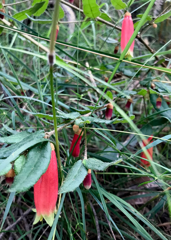 Long narrow bell-shaped flowers, red apart from the green ends that turn out in triangles