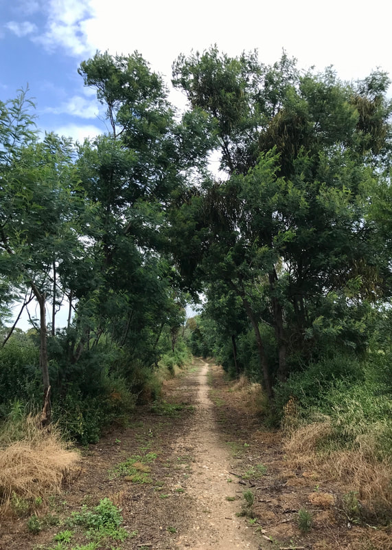 Narrow gravel path between wattle trees