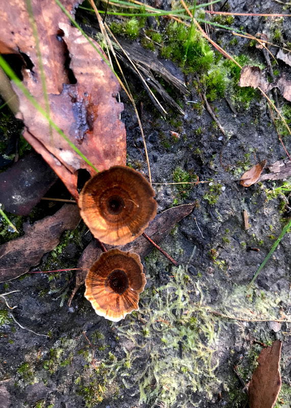 Two brown fungus shaped a little like cups or cones