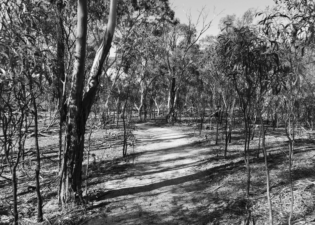 Black and white photo of a dirt path running through small trees and saplings, with strong diagonal shadows across the ground