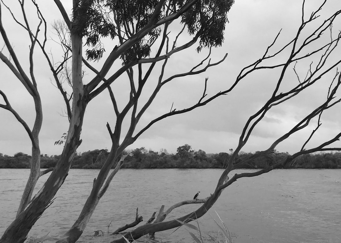 Black and white photo with tree limbs branching across a view of water