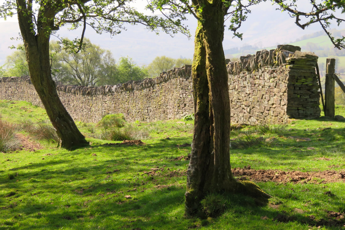 long stone wall behind tree trunks