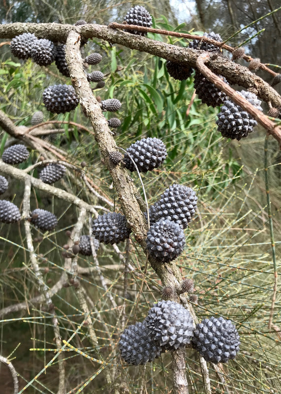 thin branches with lots of small, grey, lumpy or spiky cones 