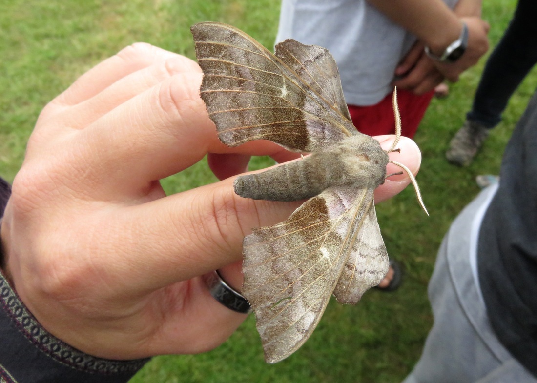 Poplar hawk moth