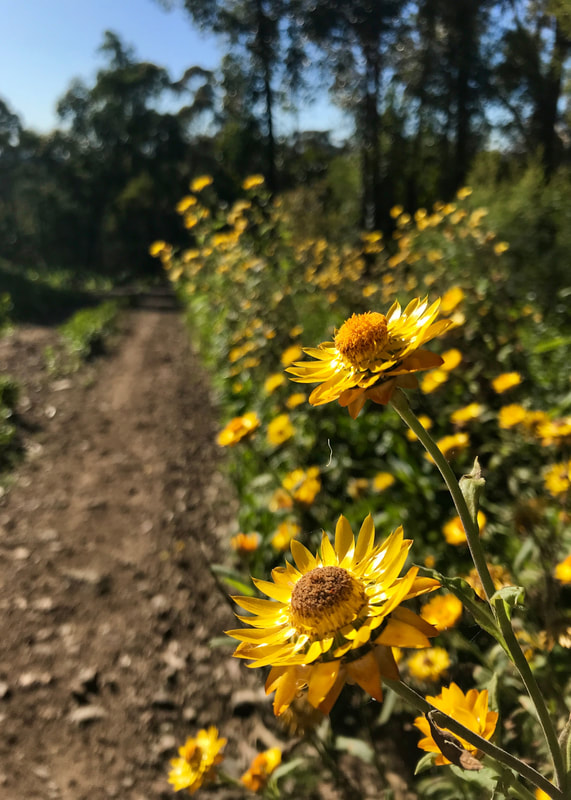 Close up of shiny yellow flowers, with more of them alongside a gravel road in the blurry background