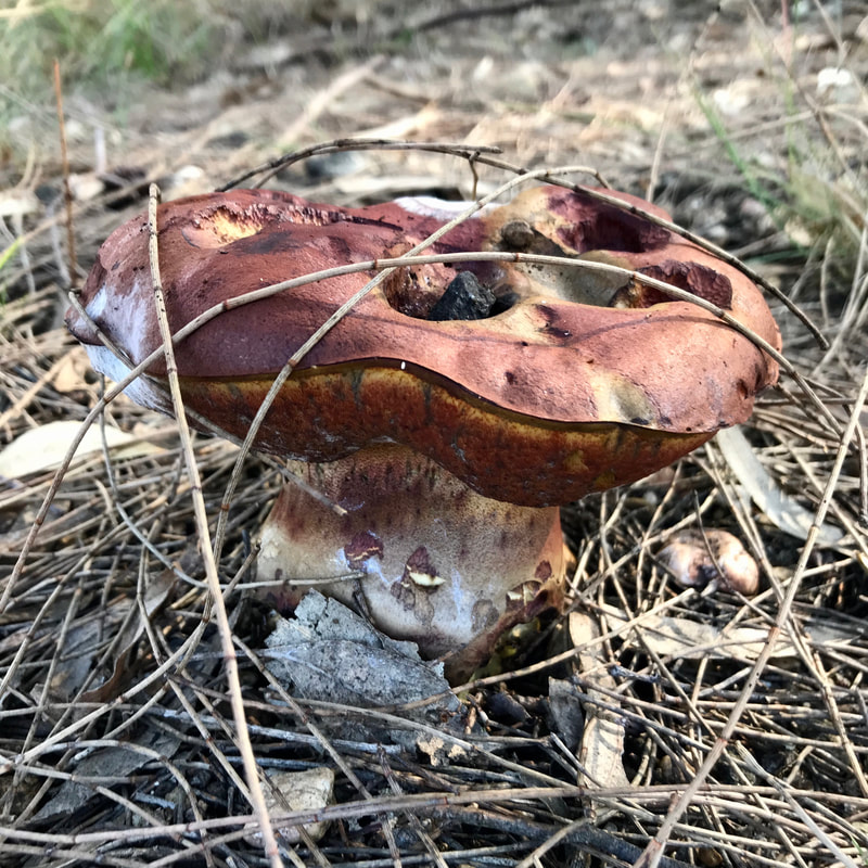 Rusty red mushroom