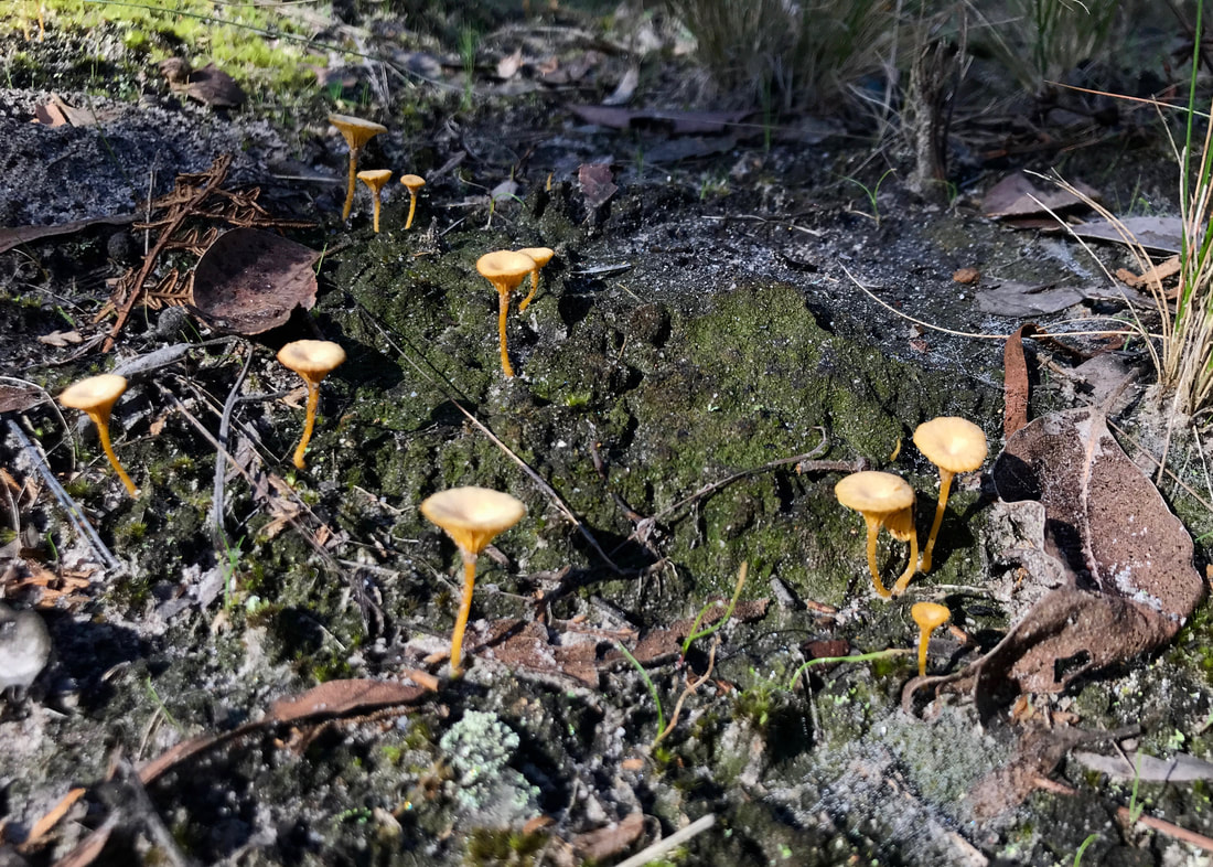 A dozen or so small pale orange fungi, on deligate stems, with slightly funnel shaped tops
