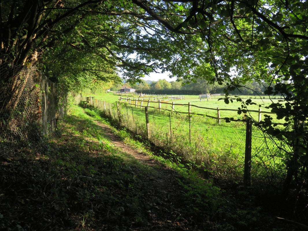 Footpath beneath green trees, beside fields