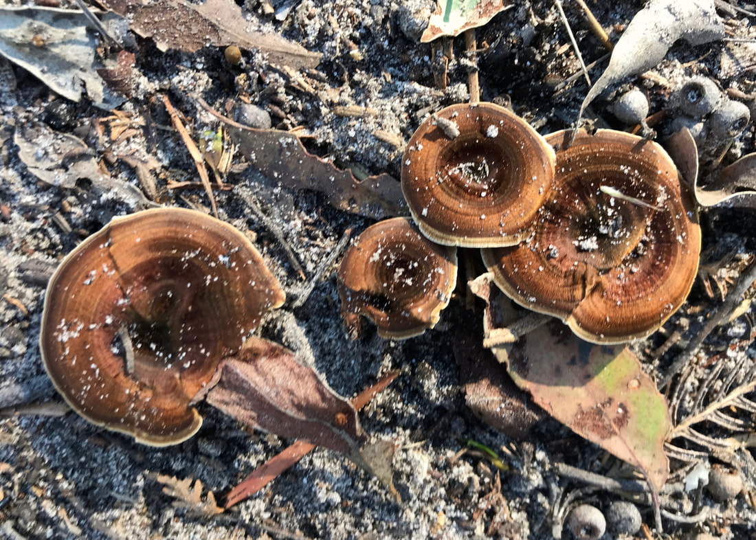 Four brown mushrooms seen from above, their tops showing rings of different shades of brown