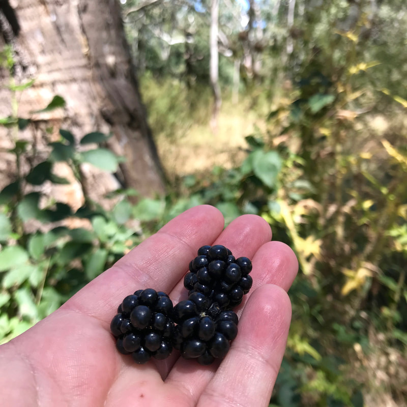 Hand holding 3 juicy blackberries