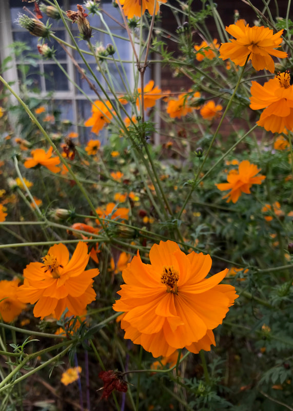 Bright orange flowers in a garden