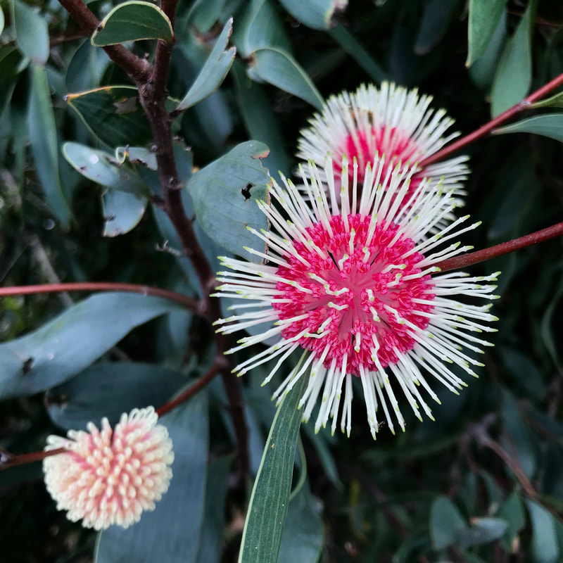 Three hakea flowers - like pinky red balls with a huge number of pale yellow stamens poking out like a pincushion