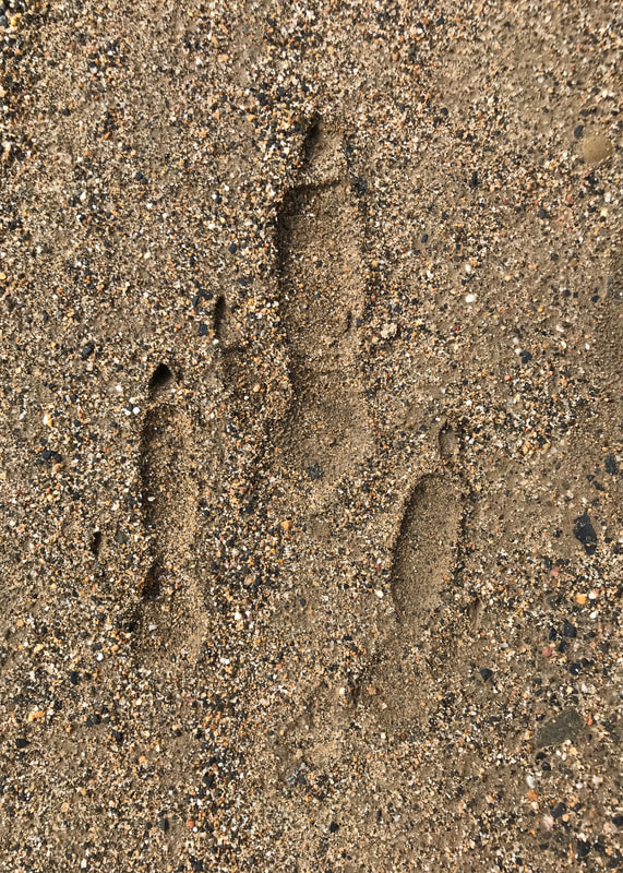 kangaroo foot prints in sandy soil