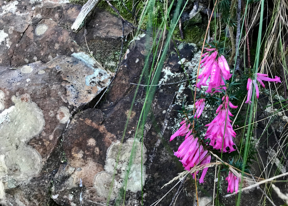 Lichen-coated rock with small pink flowers and strands of grass hanging down