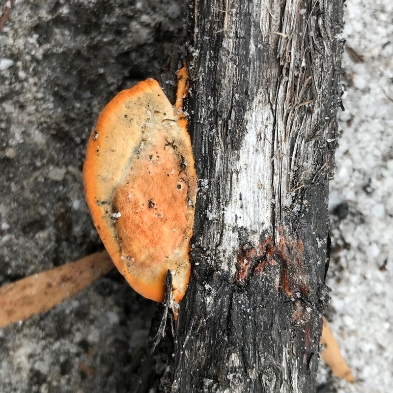 Small orange bracket fungus on a fallen branch