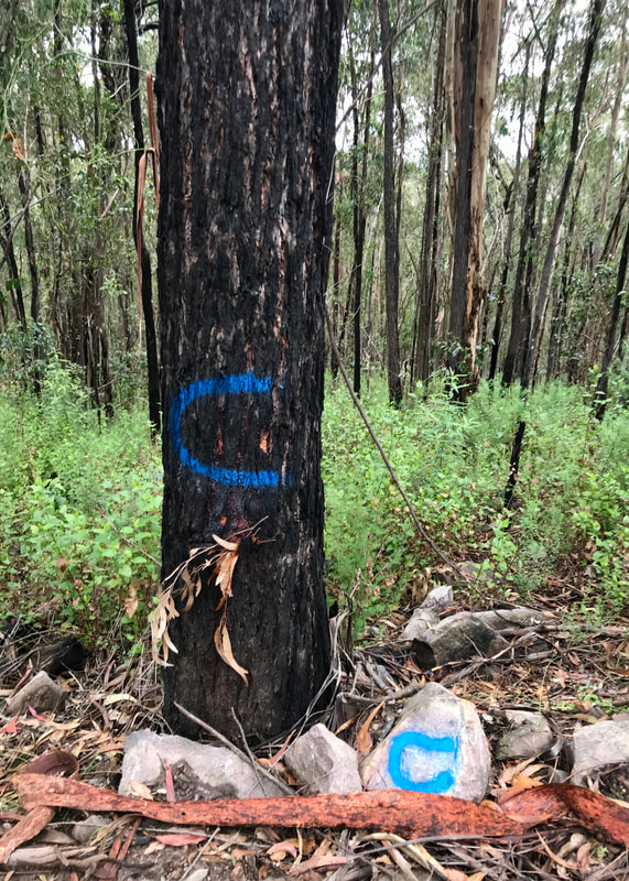 Tree trunk with a blue C sprayed on it, and a rock with the same