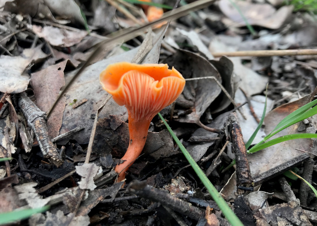 Small orange fungus among leaf litter