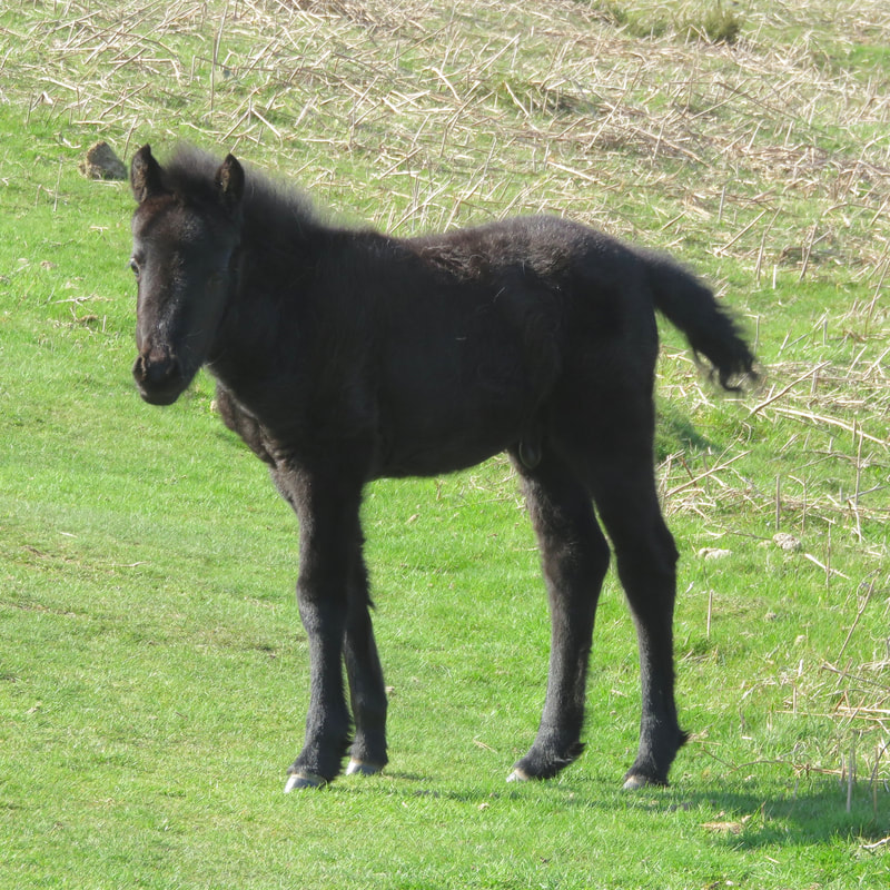 black foal