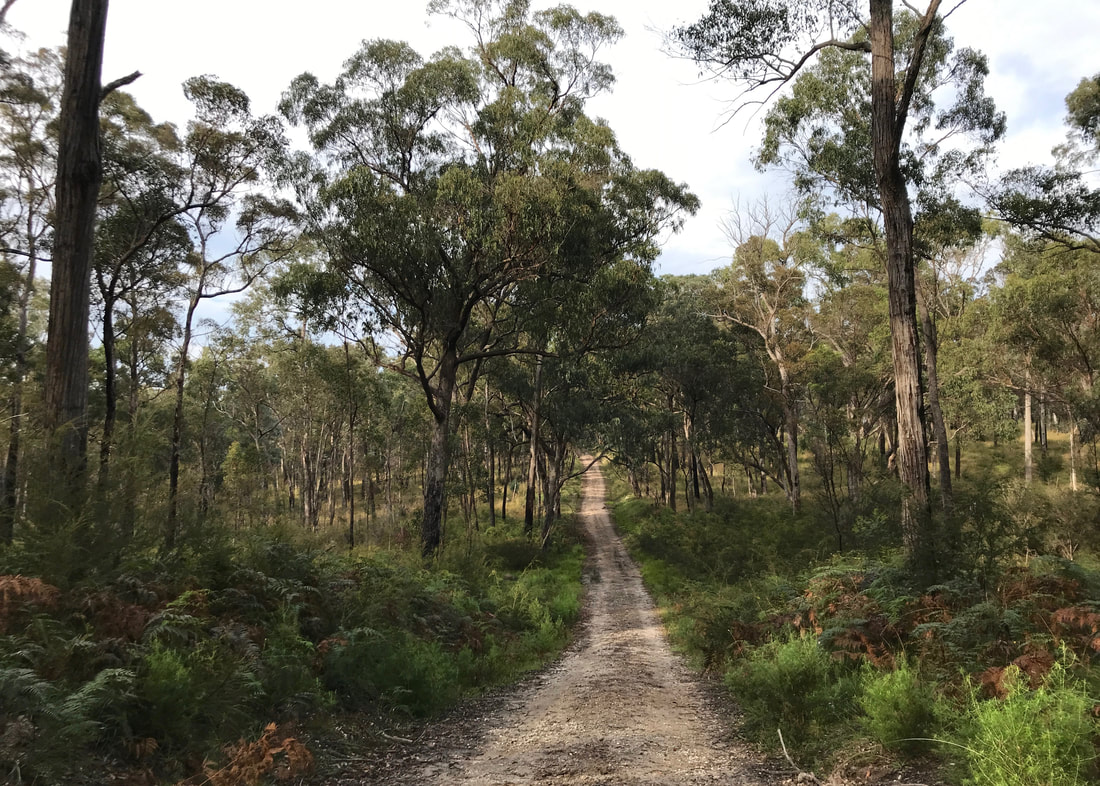 Dirt road stretching out through bushland, climbing a small hill