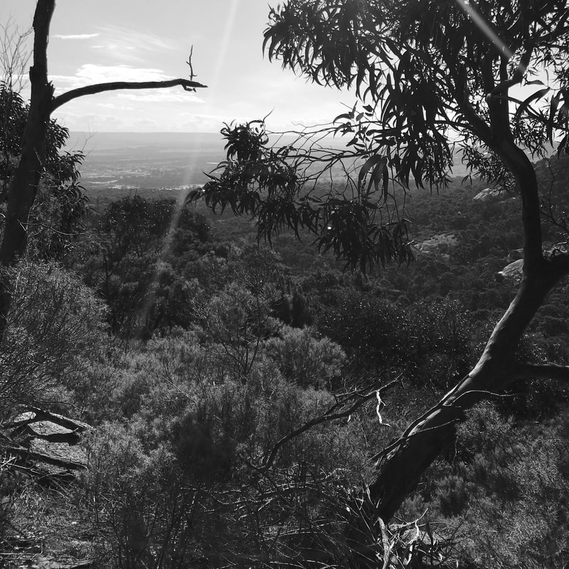 Black and white landscape with a bendy tree in the foreground