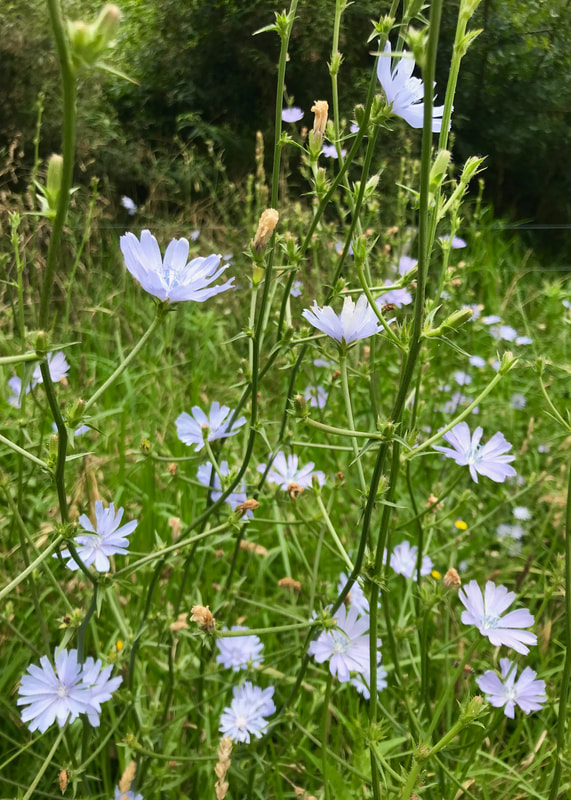 Light purpley-blue flowers on long, straggly stems