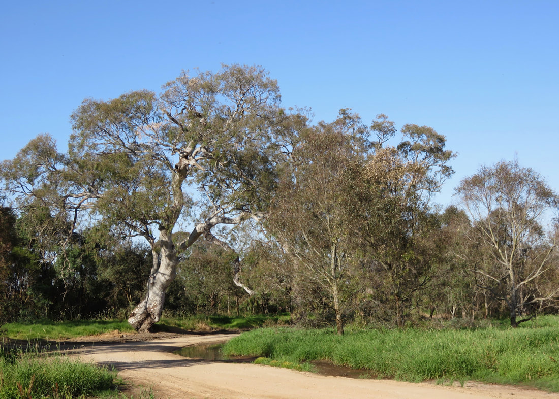Gravel road curving away under a big, twisty eucalypt tree