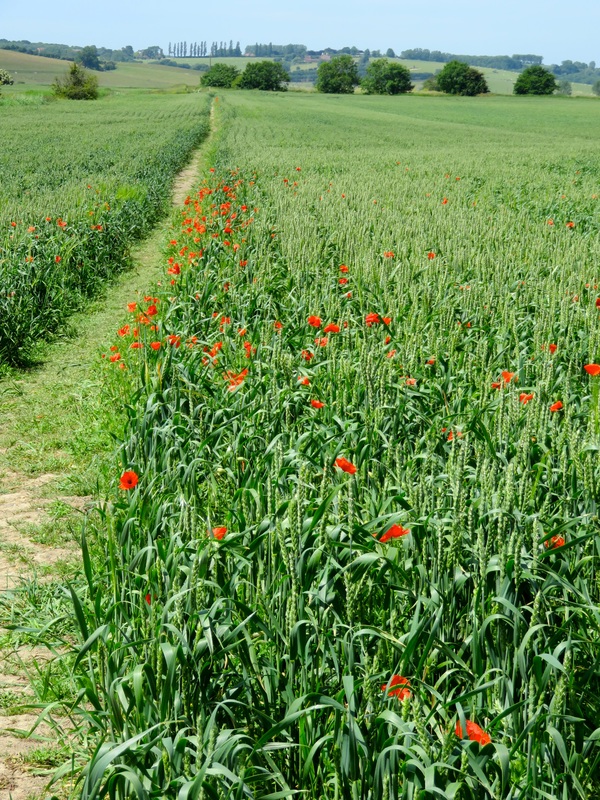 Poppies and crop