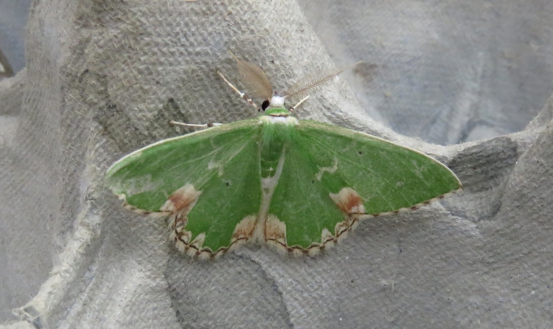 Some sort of green moth