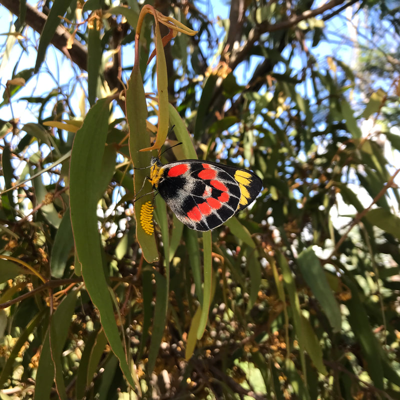 Butterfly with red and yellow spots on black and grey underside of wing sitting on a leaf with dozens of tiny yellow dots