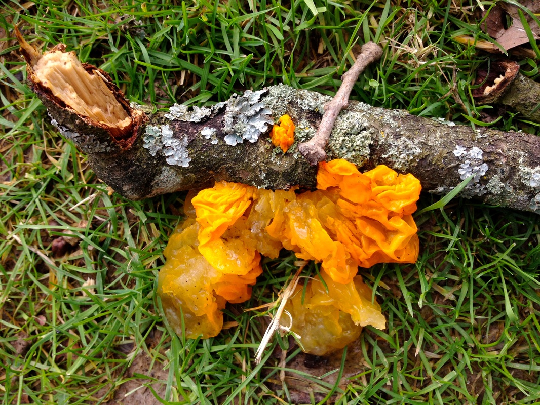 Orange jelly fungus