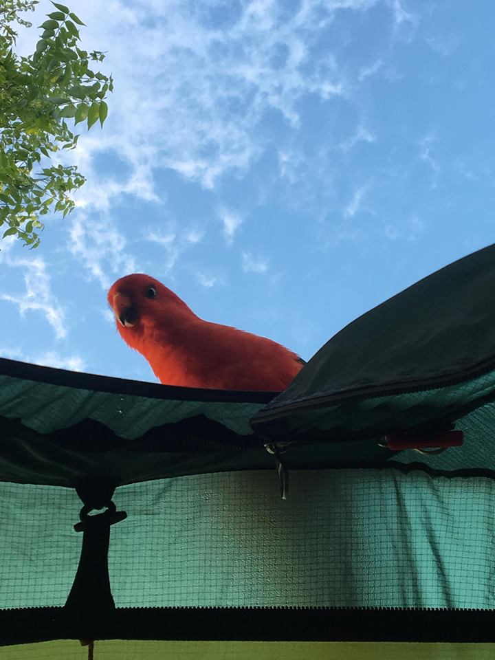 Bright parrot looking down into tent