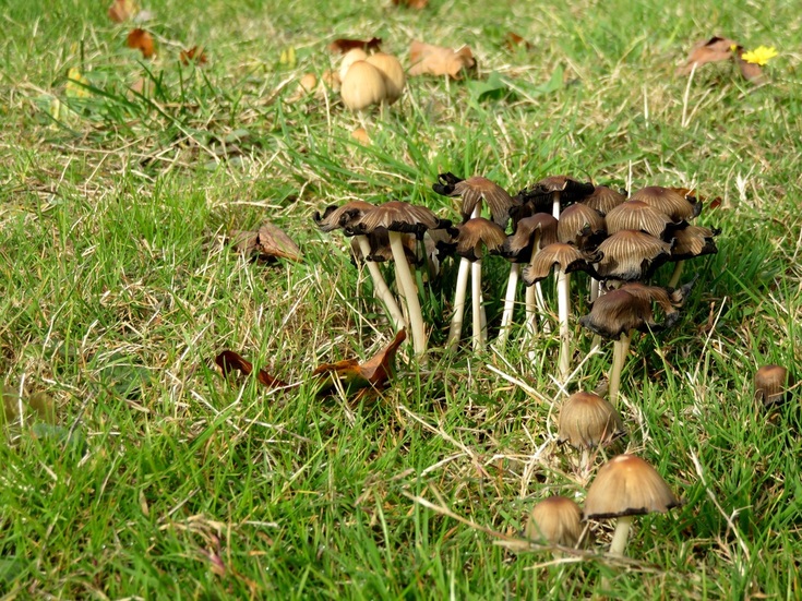 clusters of small brown mushrooms