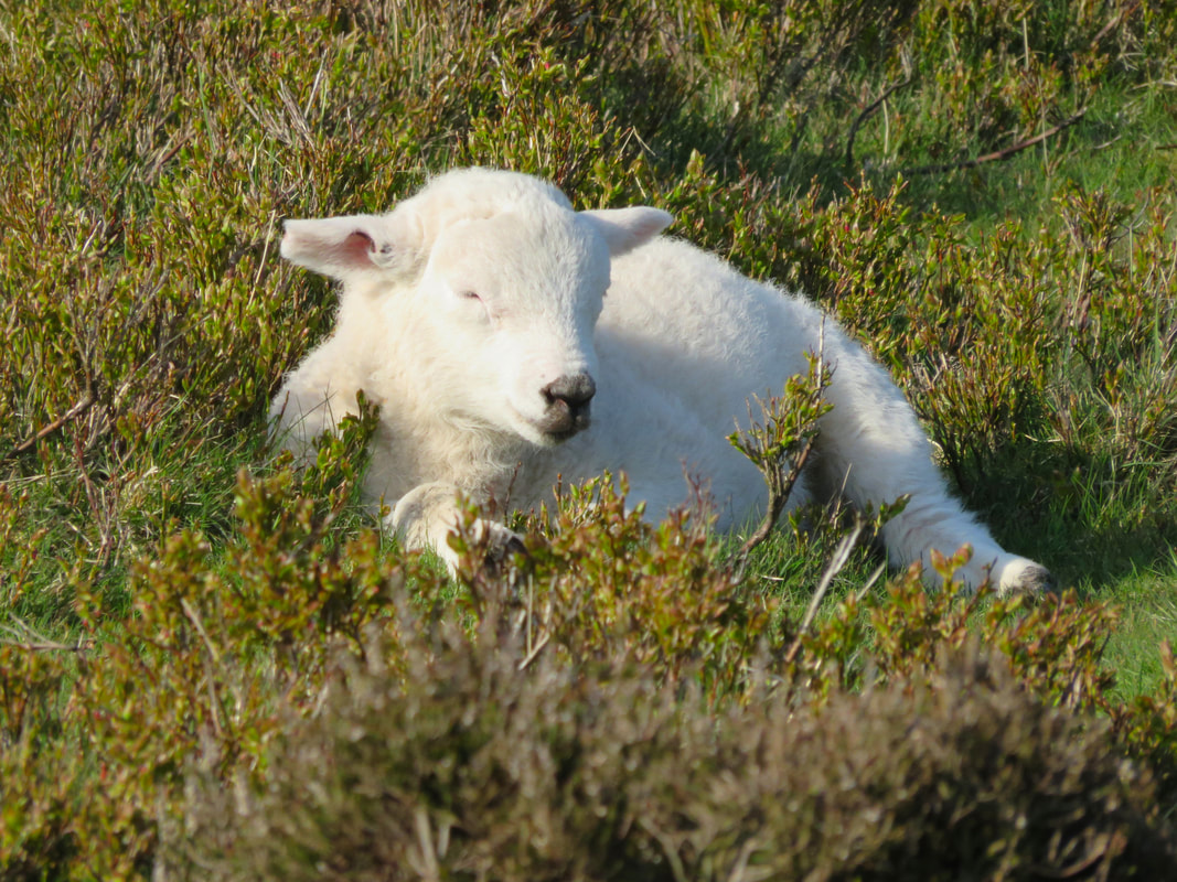 little white lamb sleeping