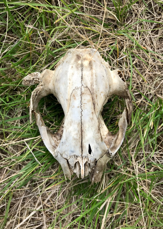 Kangaroo skull on grass