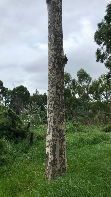 Thinnish tree trunk with spotted patches of grey and cream bark