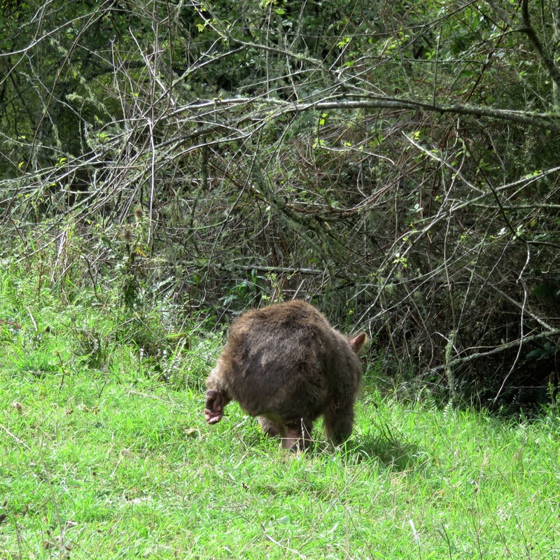 Mangy wombat butt