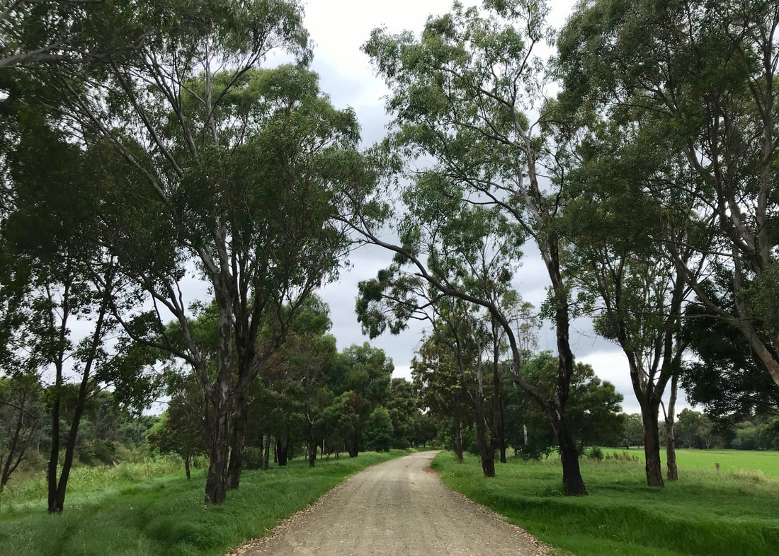 Gravel road through scattered trees and green grass