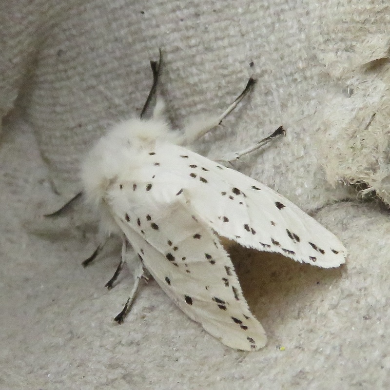 White ermine moth