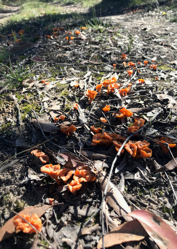 Tiny orange mushrooms growing along ground littered with leaves and twigs