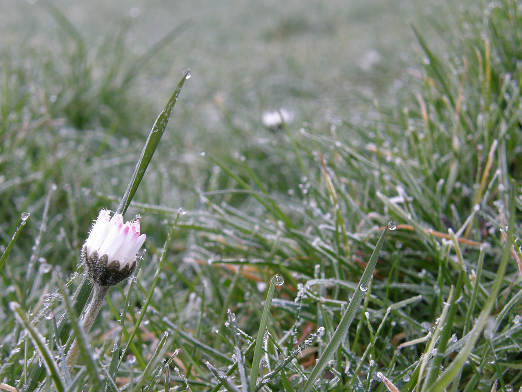 Daisy in frosty grass