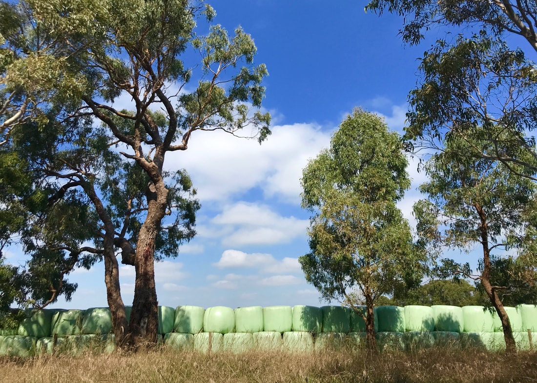 Green-wrapped circular bales lined up behind a few trees and a fencline, with a blue and white sky above