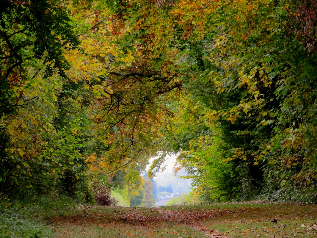 road enclosed by autumnal trees