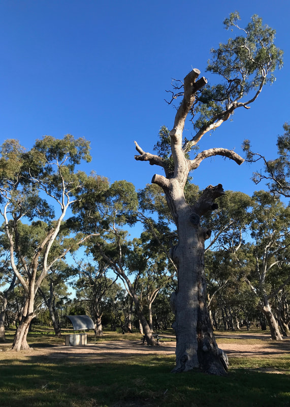 Large dead tree and parklike surrounds with other trees and blue skies