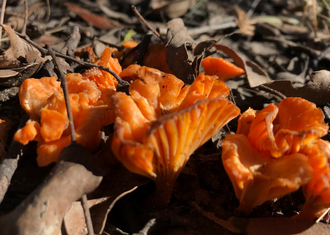 Small orange mushrooms growing in leaf litter and grey sandy soil