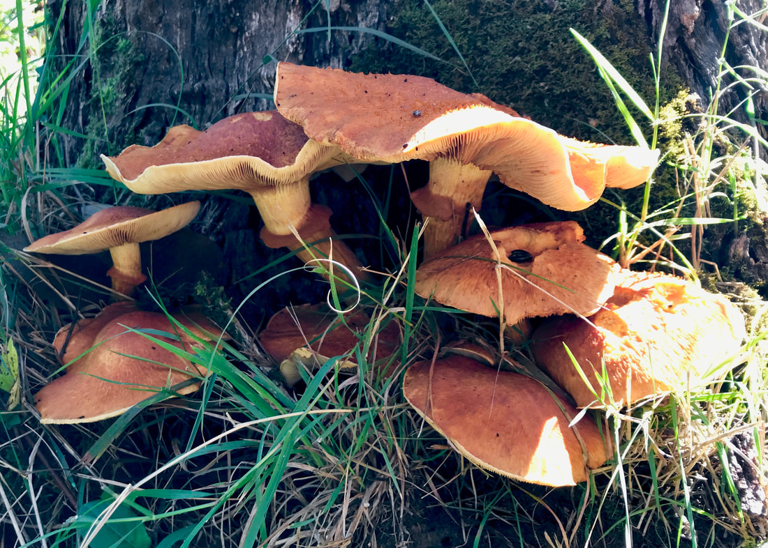 A brace of fairly big orange mushrooms growing near the base of a tree